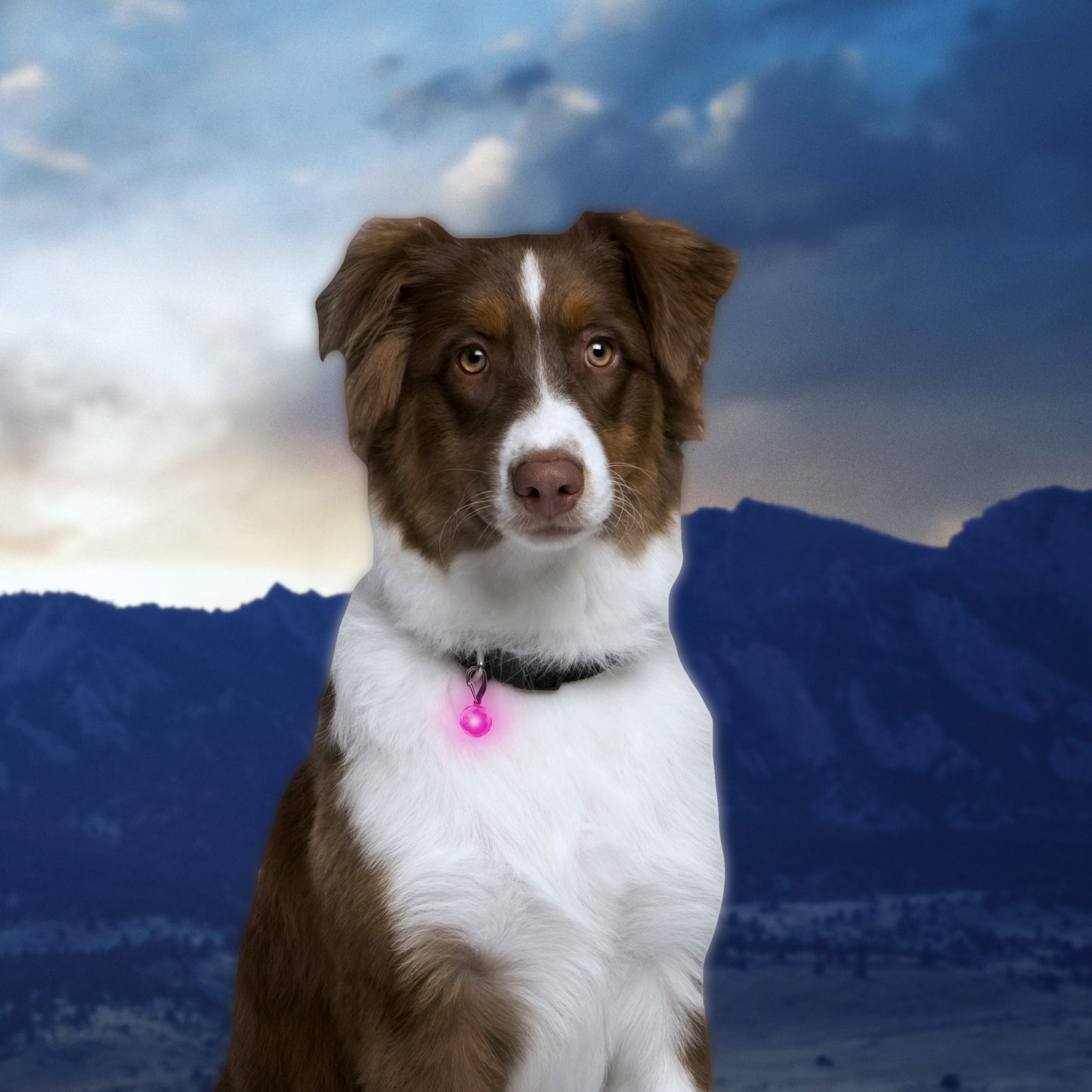 PetLit Collar Light