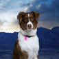 PetLit Collar Light