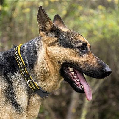 NFL Pittsburgh Steelers Dog Collar