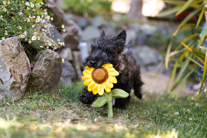 Blooming Buddies - Sassy Sunflower Toy
