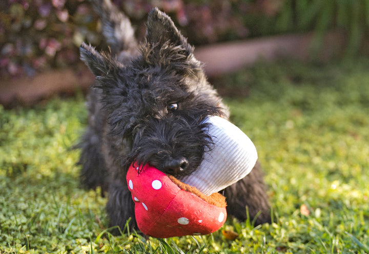 Blooming Buddies - Mutt Mushroom
