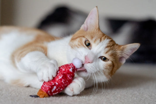 Holiday Cat Toy - Meowy Christmas