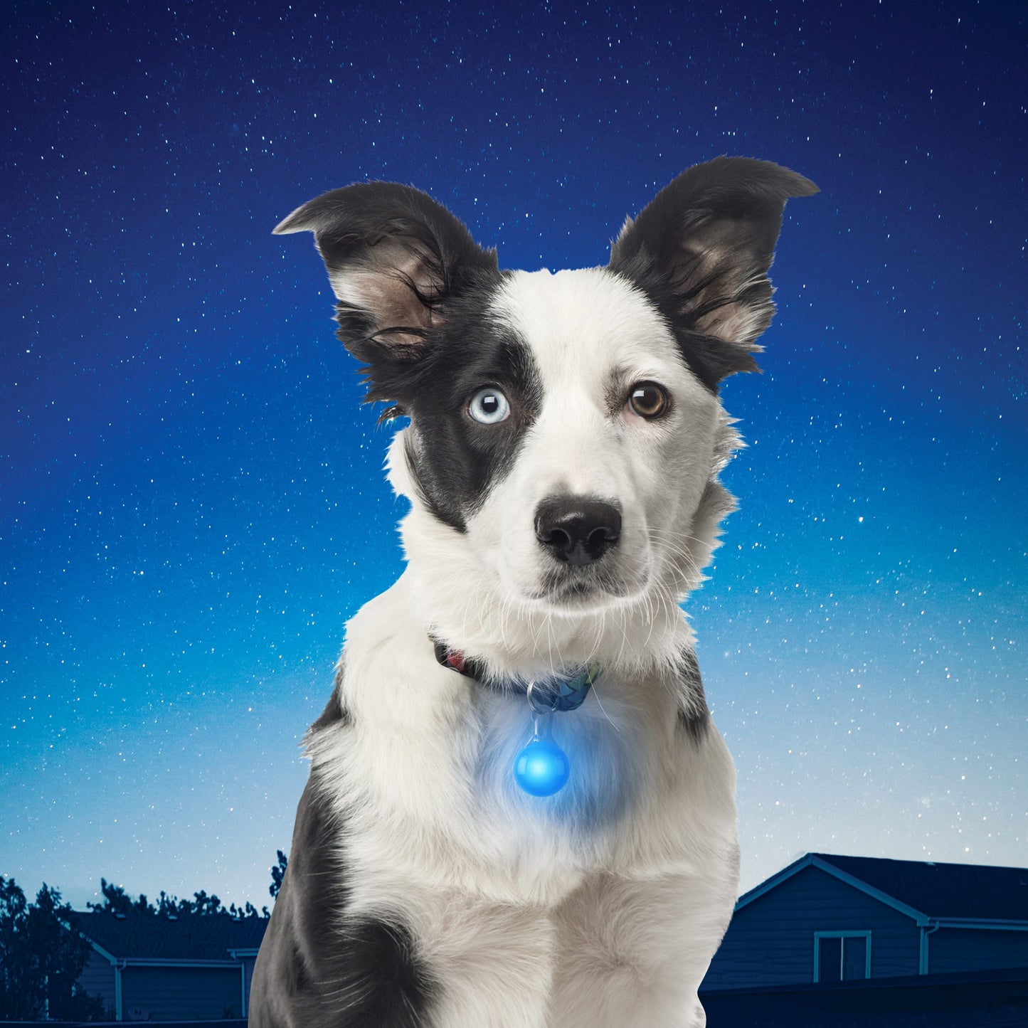 SpotLit Collar Light