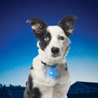 SpotLit Collar Light