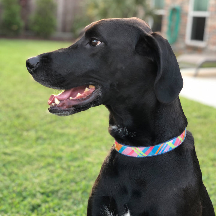 Pink Madras Dog Collar