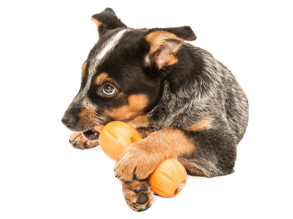 Qwizl Treat Toy