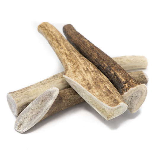 Barkworthies Elk Antler Whole L *