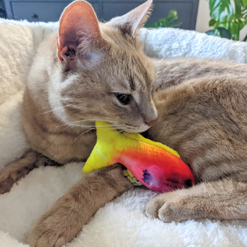 Rainbow Guppy Cat Toy