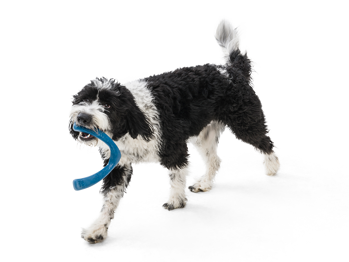 Seaflex Snorkl Dog Toy