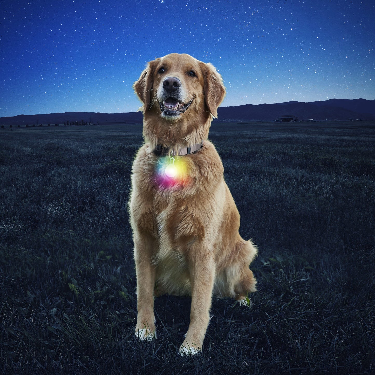 SpotLit Collar Light