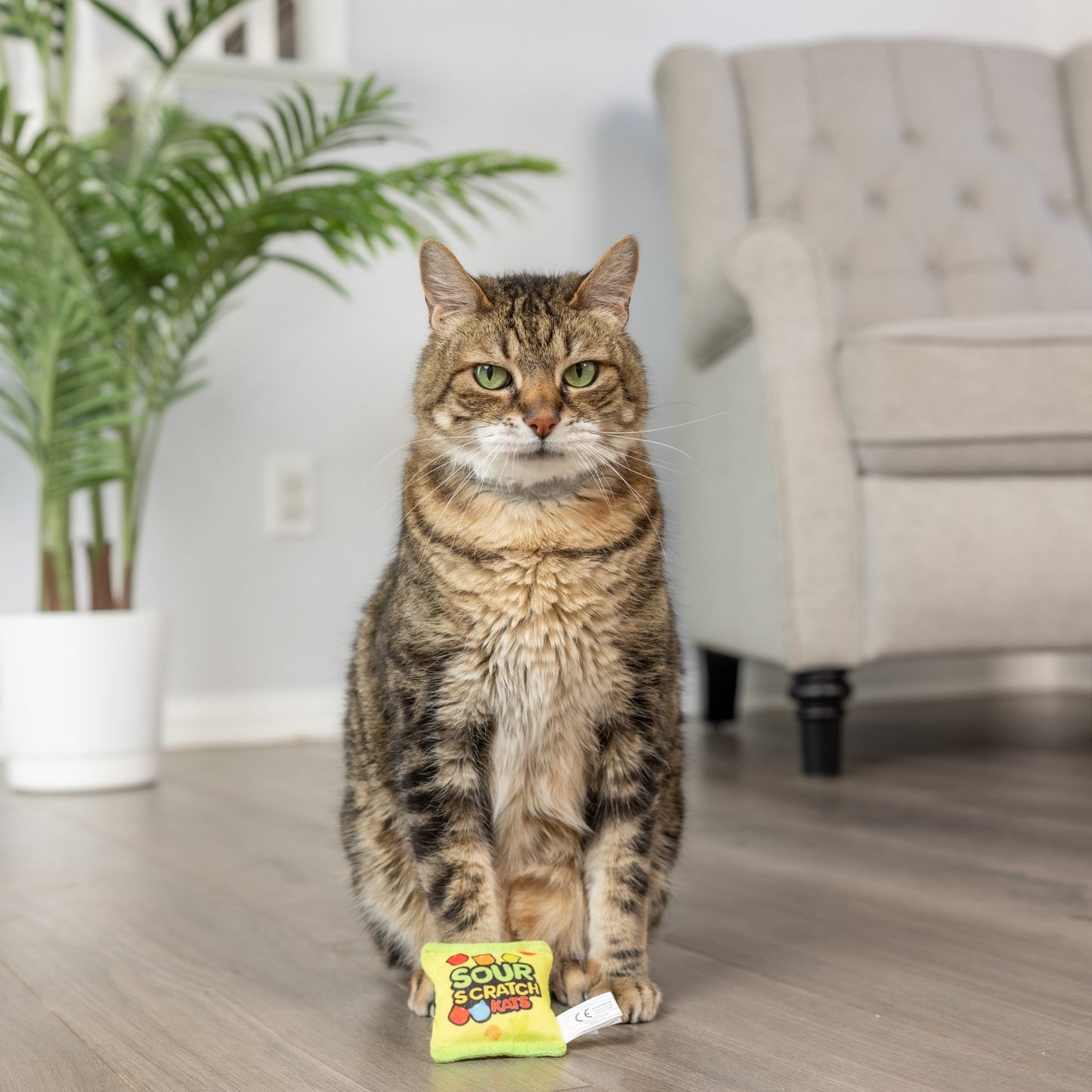 Sour Scratch Kats Cat Toy
