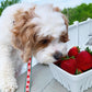 Strawberry Fields Small Breed Dog Lead