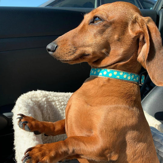 Teal and Yellow Dot Dog Collar