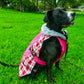 Alpine All-Weather Dog Coat
