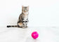 Pet Qwerks Cat Babble Ball With Catnip
