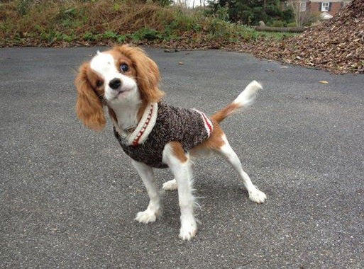 Hand Knit Wool Boyfriend Dog Sweater