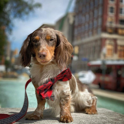 Buffalo Check Bow Tie