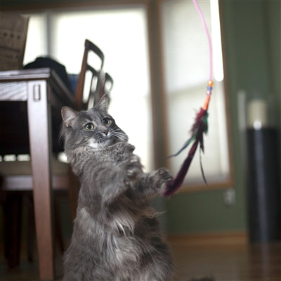 Fishing Pole Wand Cat Toy