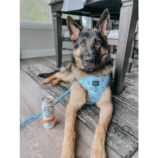 【 dog.woof  】 Sassy Woof Neon Dog Harness