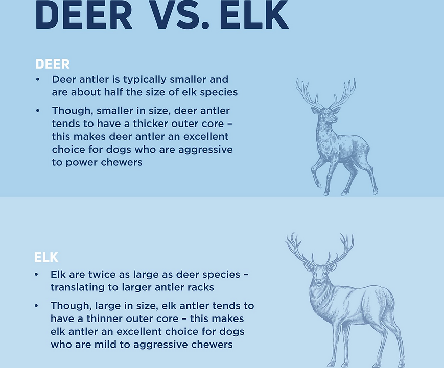 Barkworthies Whole Elk Antler Large
