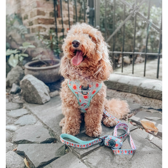 Spread The Love Reversible Dog Harness