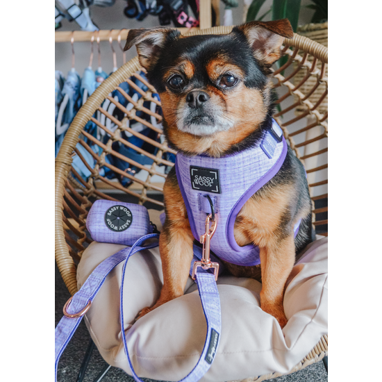 Dog Harness - Aurora