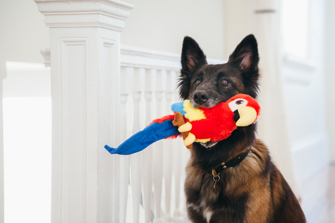 Fetching Flock - Paula the Parrot