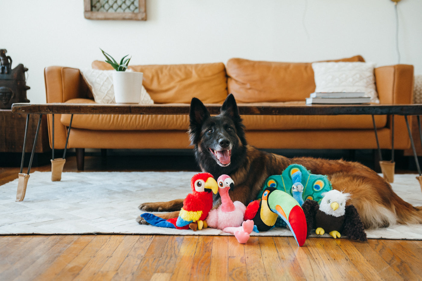 Fetching Flock - Paula the Parrot