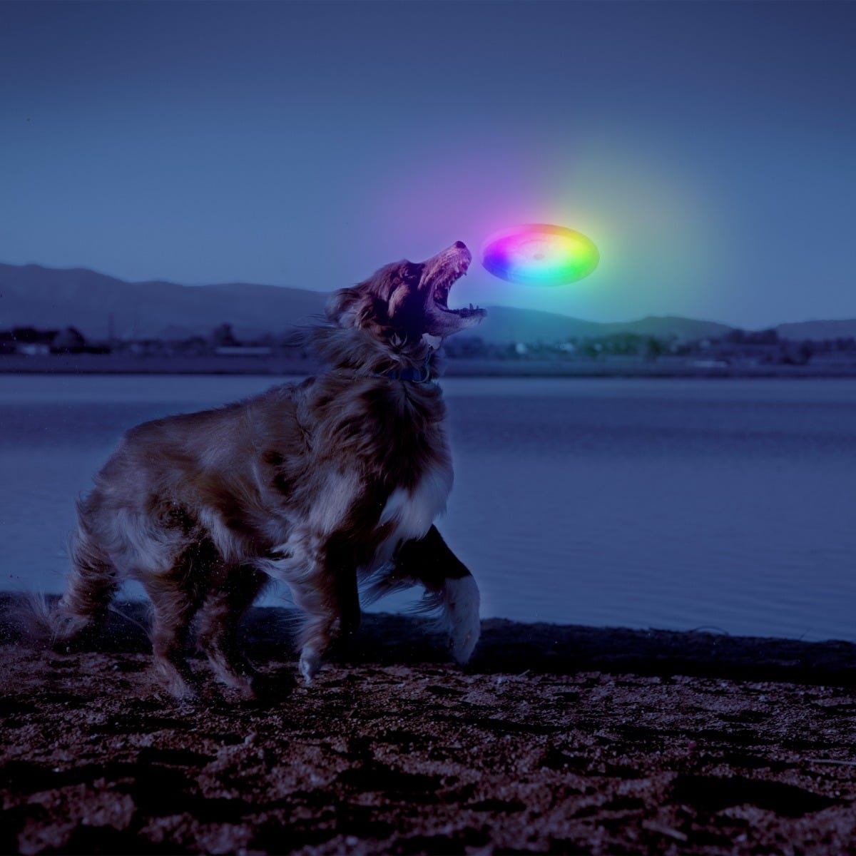 Flashflight Dog Discuit LED Flying Disc