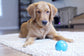 Pet Qwerks Talking Babble Ball Dog Toy