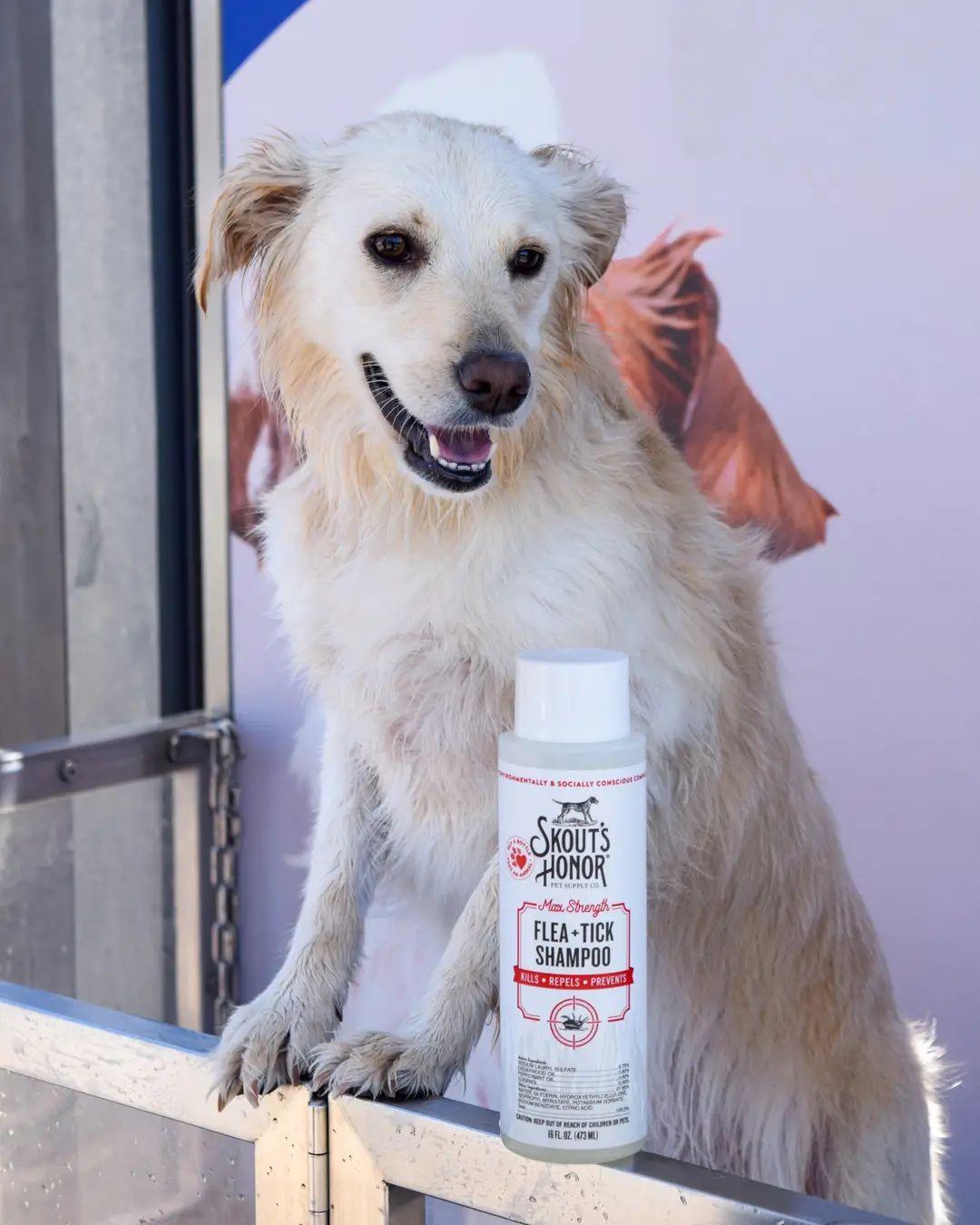 Skout's Honor FLEA+TICK SHAMPOO (16oz)