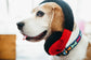 Fun Travel - Howling Hound Headphones Toy
