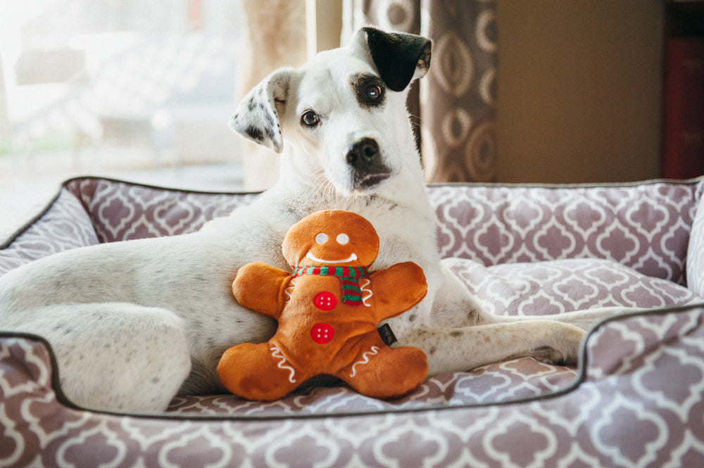 Holiday Classic - Holly Jolly Gingerbread Man