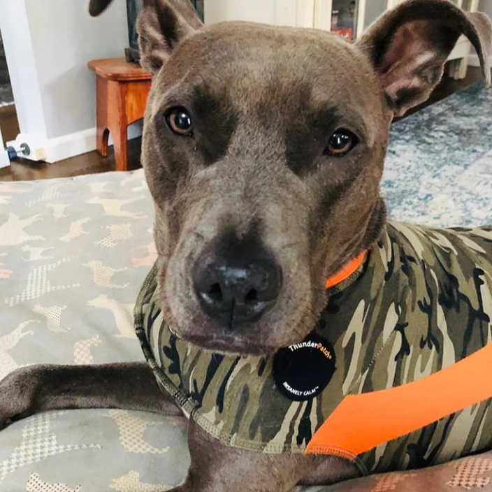 Thundershirt for clearance