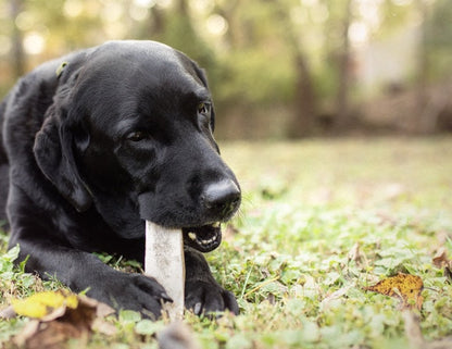 Barkworthies Elk Antler Split Dog Chew