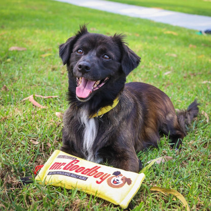 Mr.Goodboy Dog Toy (Stuffless)