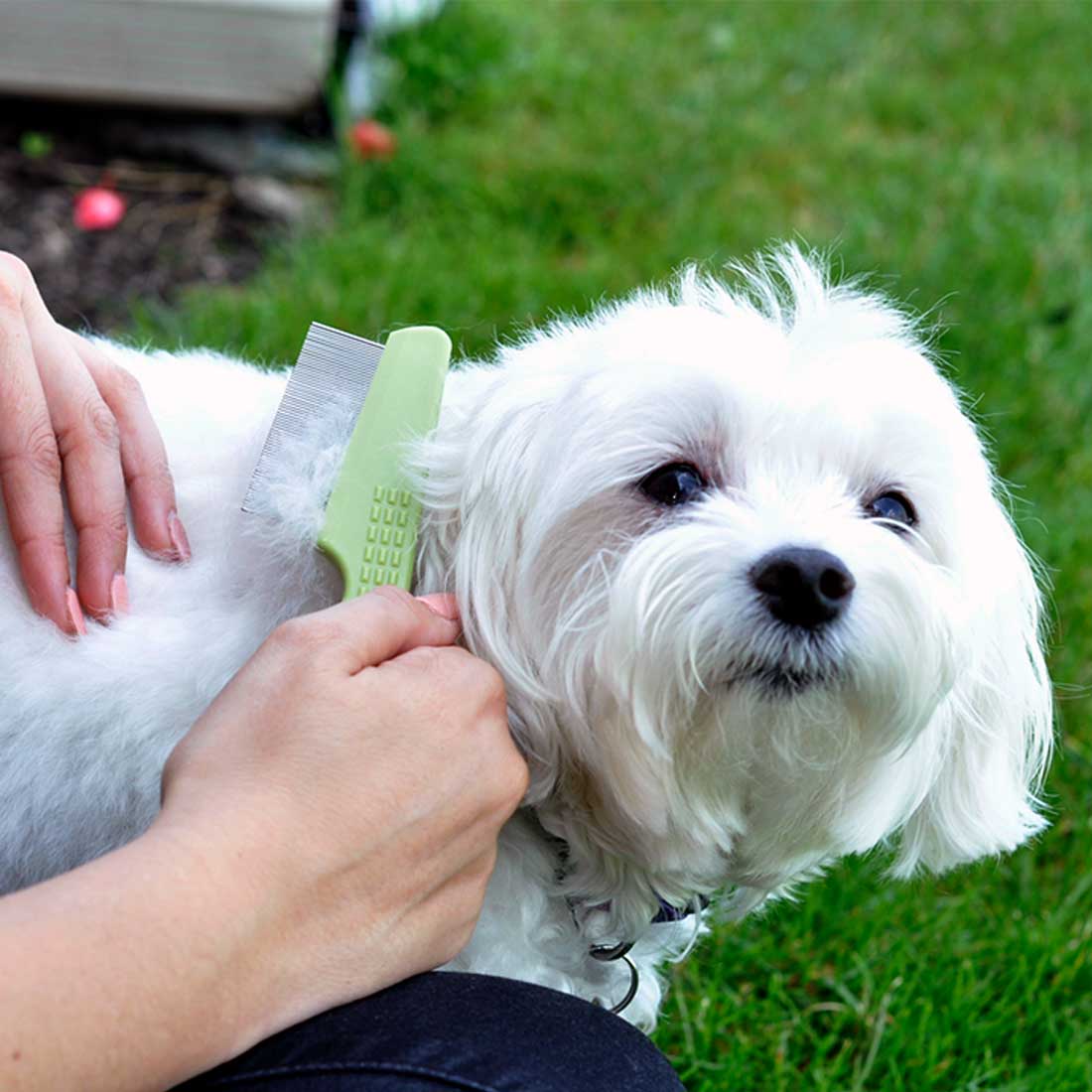 Safari Dog Flea Comb longhaired Breeds