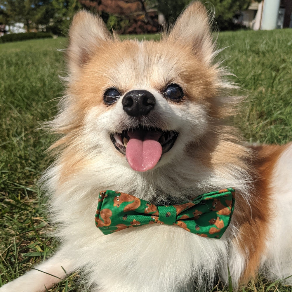 Nuts Bow Tie