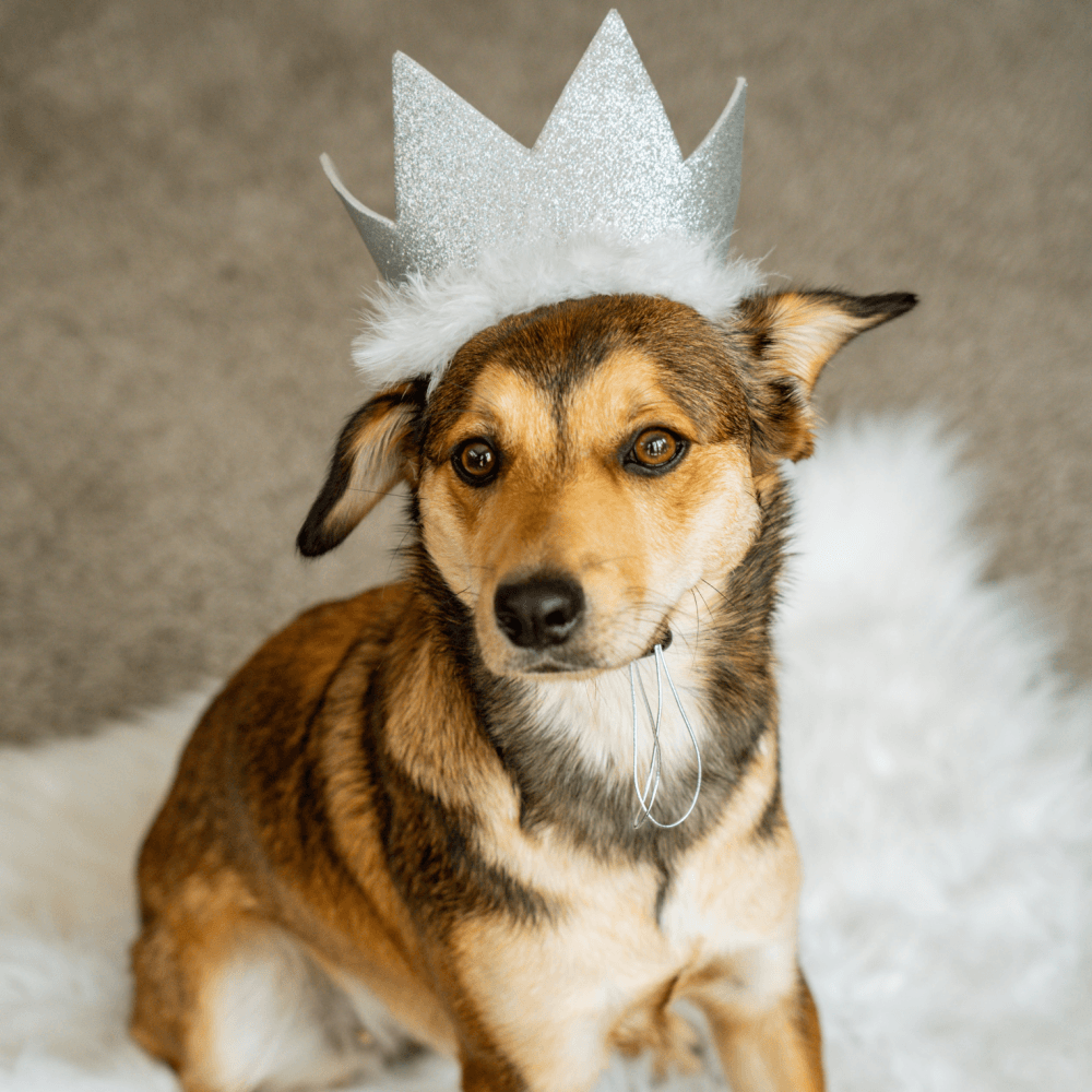 Party Crowns with SnugFit