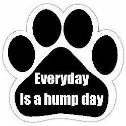 Car Magnet - Everyday is a Hump Day