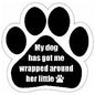 Car Magnet - My dog has got me wrapped around her little paw