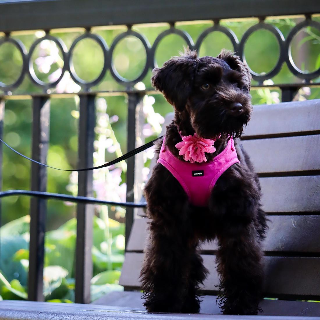 Li'l Pals Microfiber Collar Pink with Pink Flower