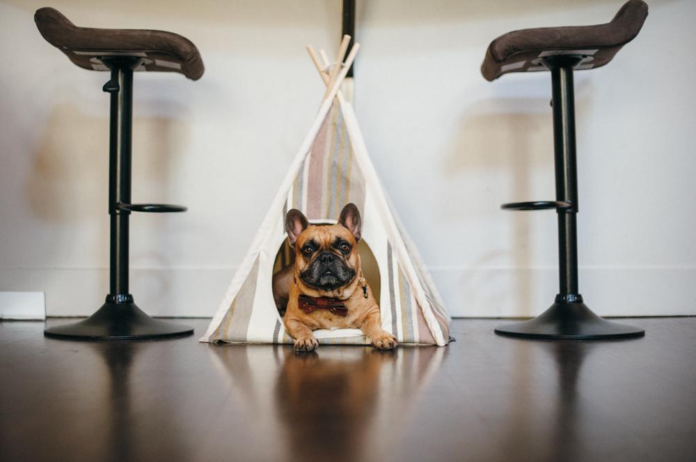 Horizon Pet Teepee Seacoast