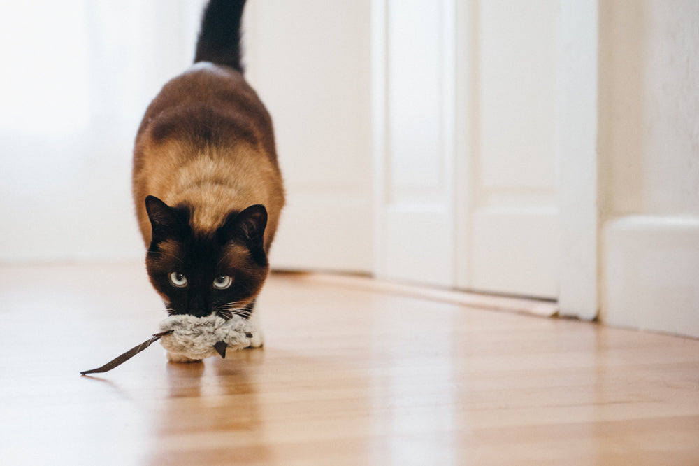 Feline Frenzy Critter Toy - Catch a Meowse