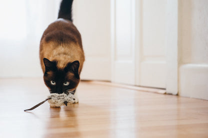 Feline Frenzy Critter Toy - Catch a Meowse