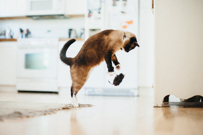 Feline Frenzy Critter Toy - Catch a Meowse