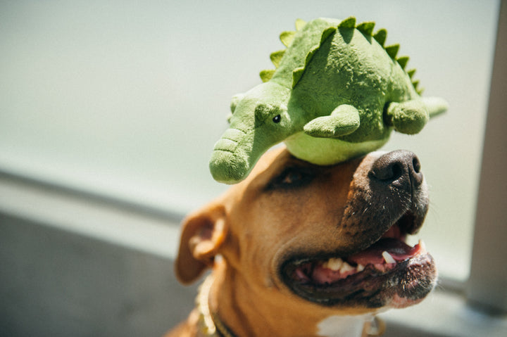 Safari Collection Dog Toys