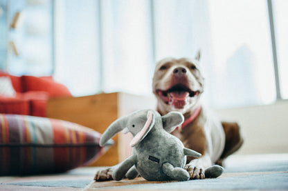 Safari Collection Dog Toys