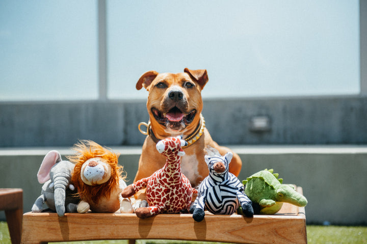 Safari Collection Dog Toys