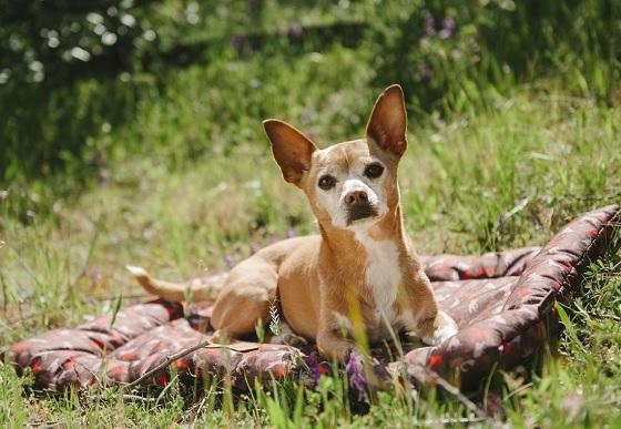 Outdoor Chill Pad Mocha
